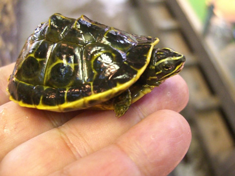 ピーターズメダマガメ(5)