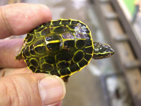 ピーターズメダマガメ(6)