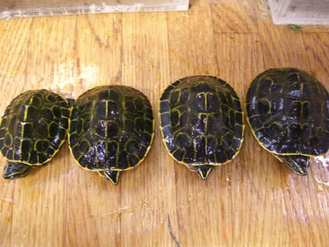 ピーターズメダマガメ(7)