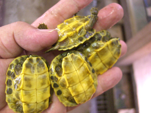 ピーターズメダマガメ(8)