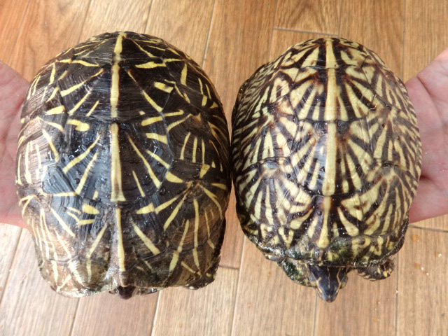 フロリダハコガメ(9)