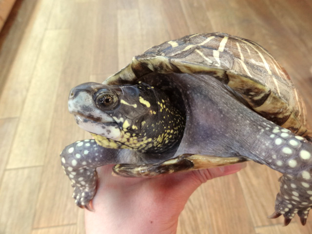 フロリダハコガメ(10)