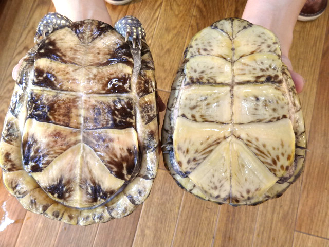 フロリダハコガメ(11)