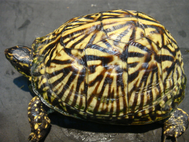 フロリダハコガメ(12)