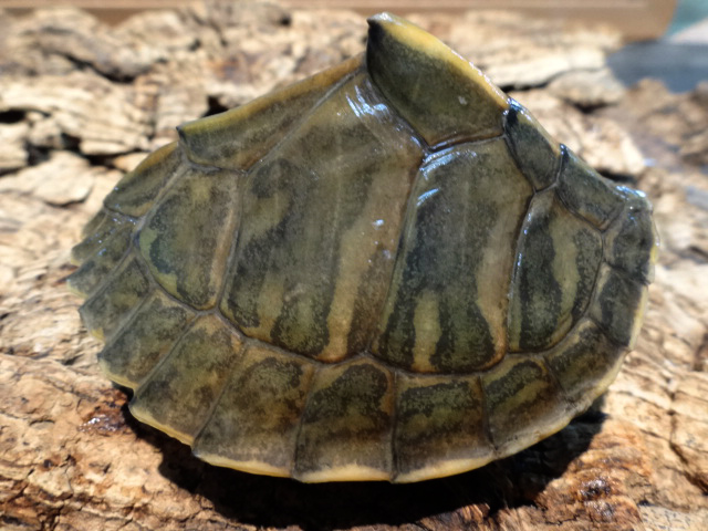 アッサムセタカガメ(9)