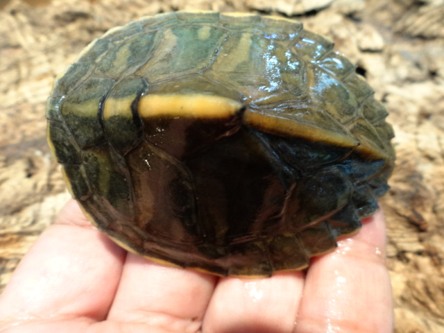 アッサムセタカガメ(10)