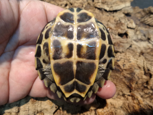 アッサムセタカガメ(11)