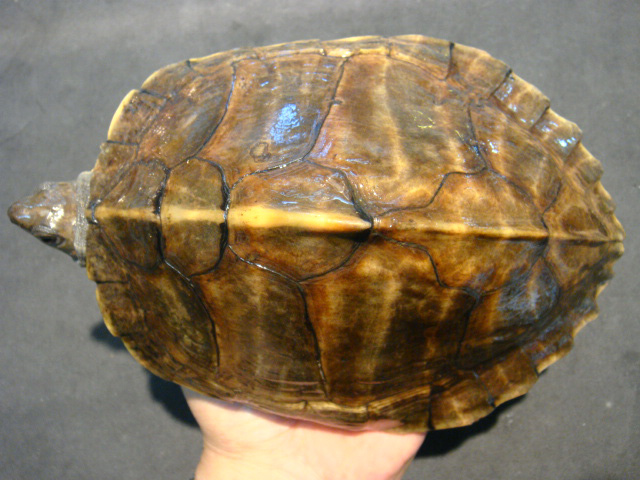 アッサムセタカガメ(1)