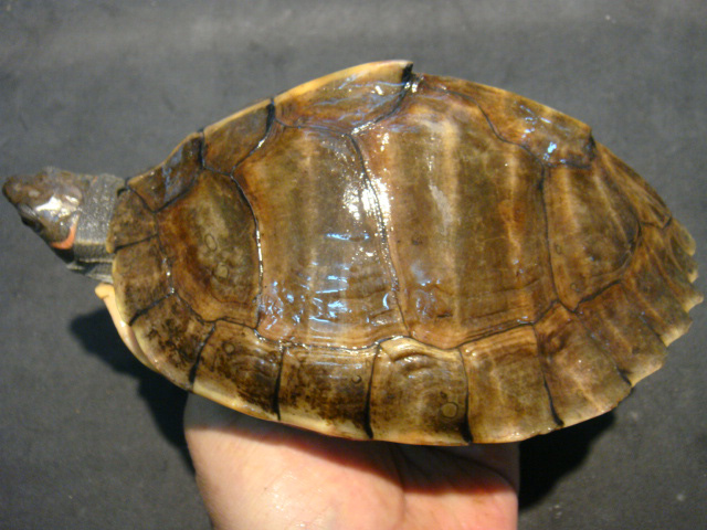 アッサムセタカガメ(2)