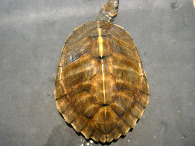 アッサムセタカガメ(3)