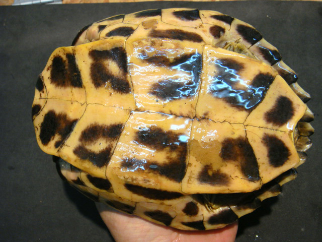 アッサムセタカガメ(4)