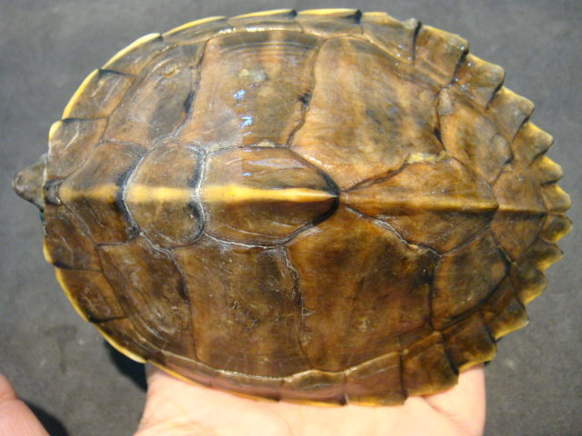 アッサムセタカガメ(5)