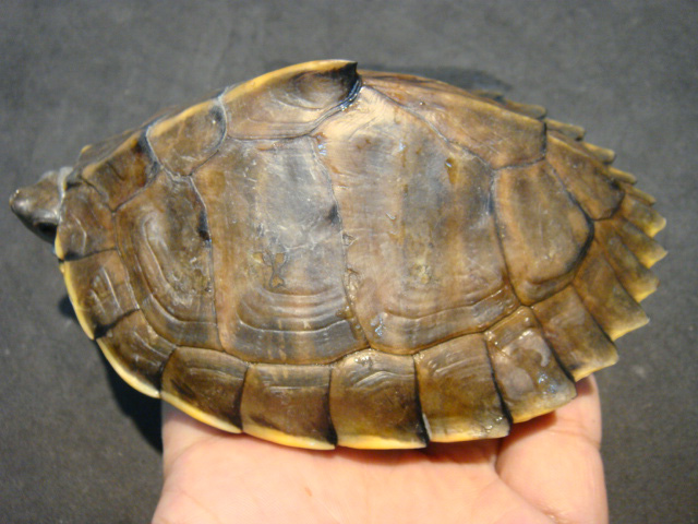 アッサムセタカガメ(6)