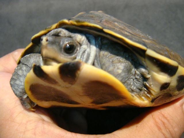 アッサムセタカガメ(7)