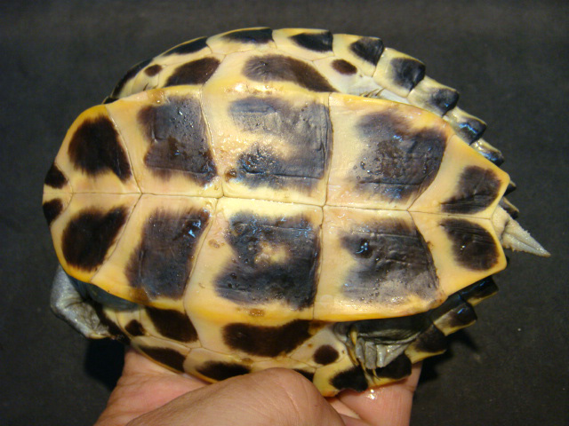 アッサムセタカガメ(8)