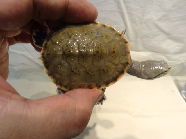 ヒラリーカエルガメ(5)
