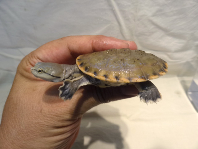 ヒラリーカエルガメ(6)