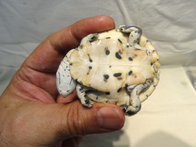 ヒラリーカエルガメ(7)