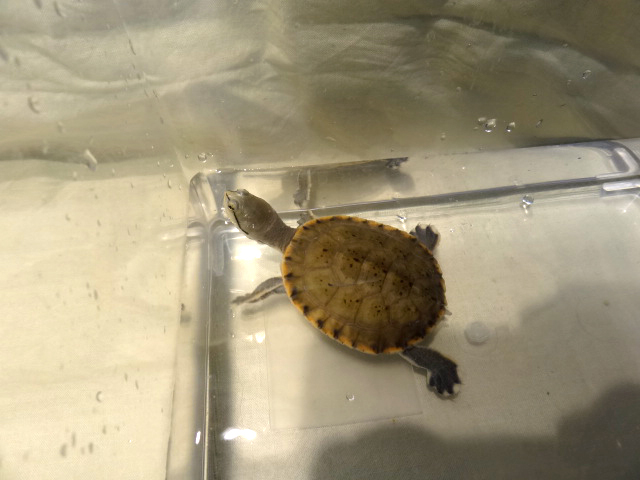 ヒラリーカエルガメ(8)