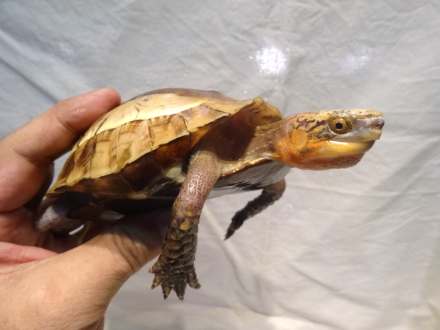 クロハラモエギハコガメ(3)