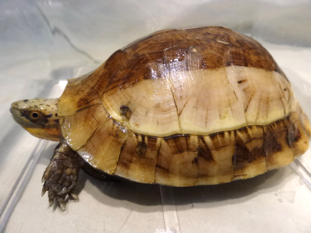 クロハラモエギハコガメ(1)