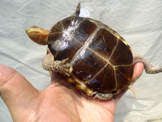 クロハラモエギハコガメ(4)