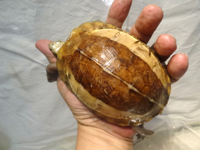 クロハラモエギハコガメ(2)