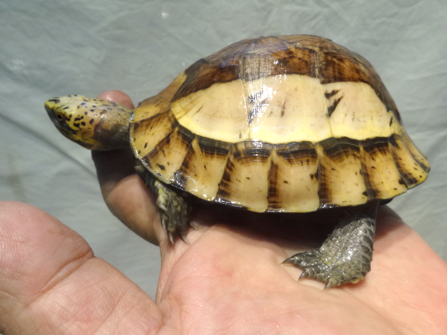 クロハラモエギハコガメ(5)