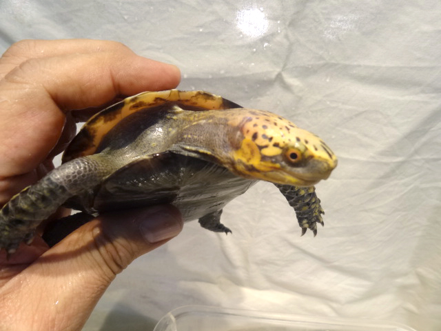 クロハラモエギハコガメ(7)