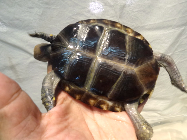 クロハラモエギハコガメ(8)