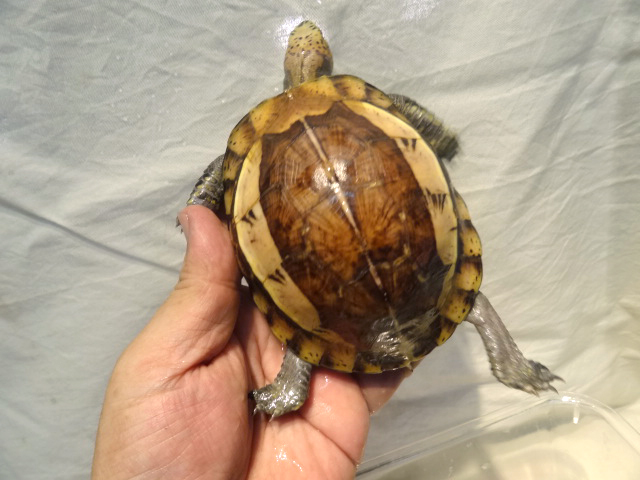 クロハラモエギハコガメ(6)