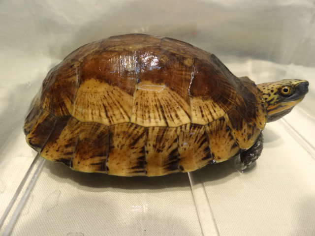 クロハラモエギハコガメ(9)