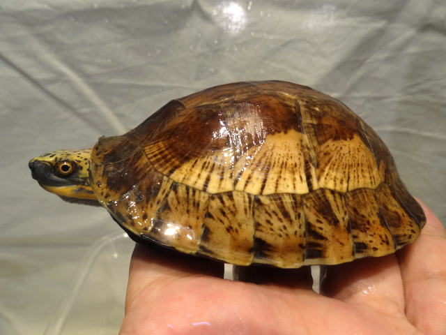 クロハラモエギハコガメ(10)