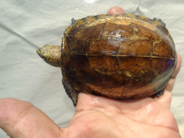 クロハラモエギハコガメ(11)