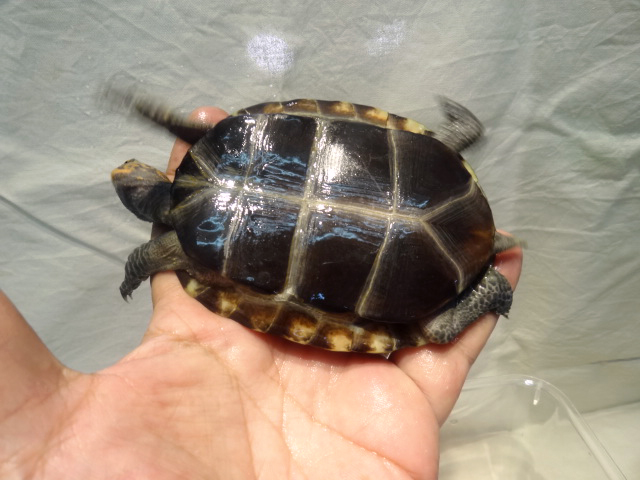 クロハラモエギハコガメ(12)