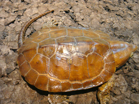 チュウゴクオオアタマガメ(1)