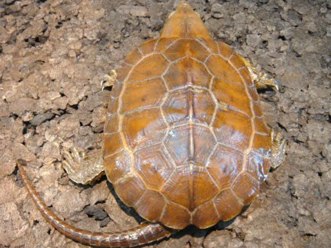 チュウゴクオオアタマガメ(2)