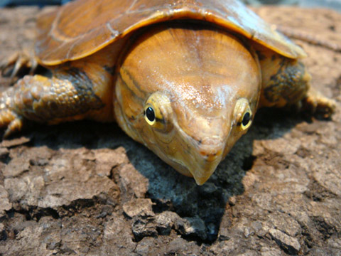 チュウゴクオオアタマガメ(3)