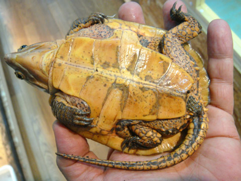 チュウゴクオオアタマガメ(4)