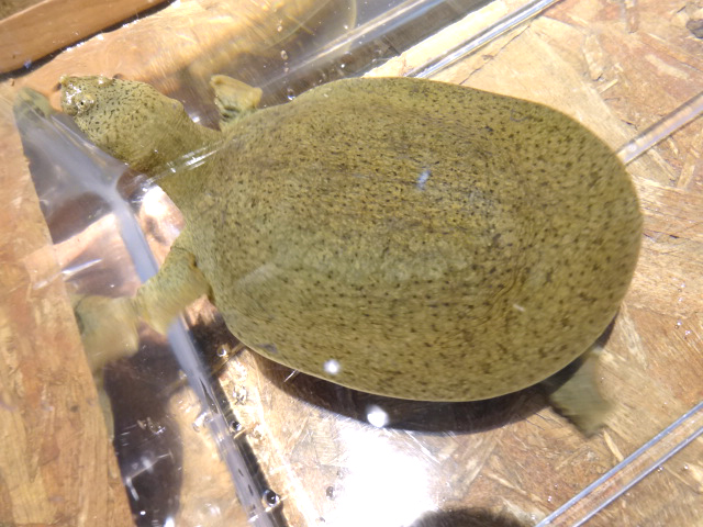ゴマダラマルスッポン ゴマダラマルスッポン