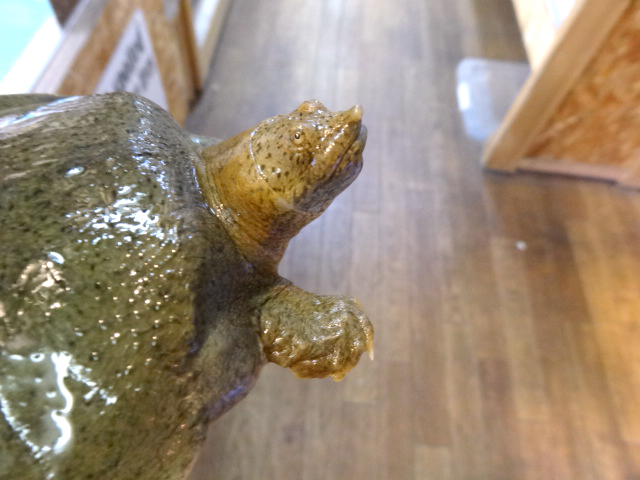 ゴマダラマルスッポン(2)