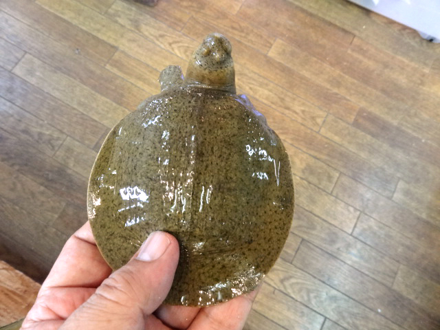 ゴマダラマルスッポン(3)