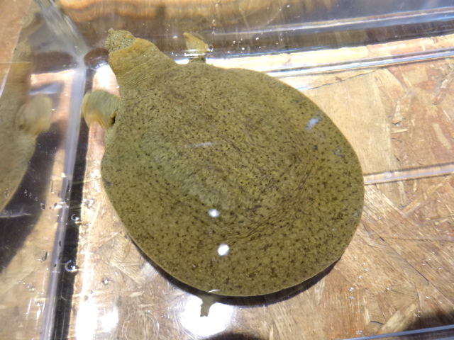 ゴマダラマルスッポン(4)