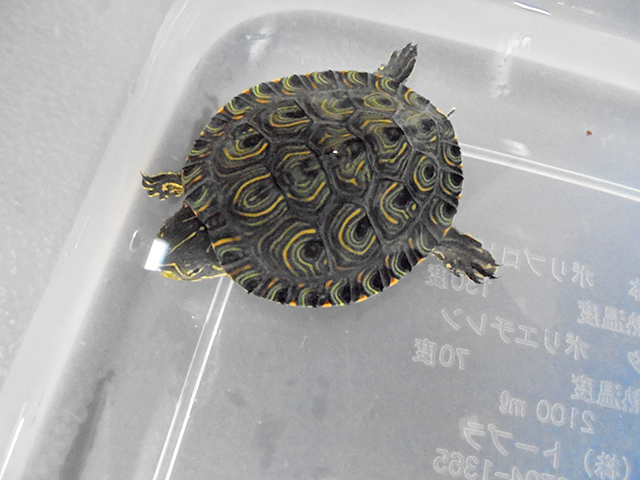 コロンビアクジャクガメ(1)
