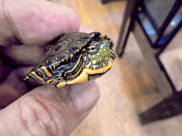 コロンビアクジャクガメ(2)