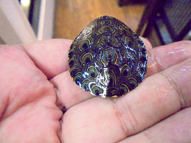 コロンビアクジャクガメ(3)