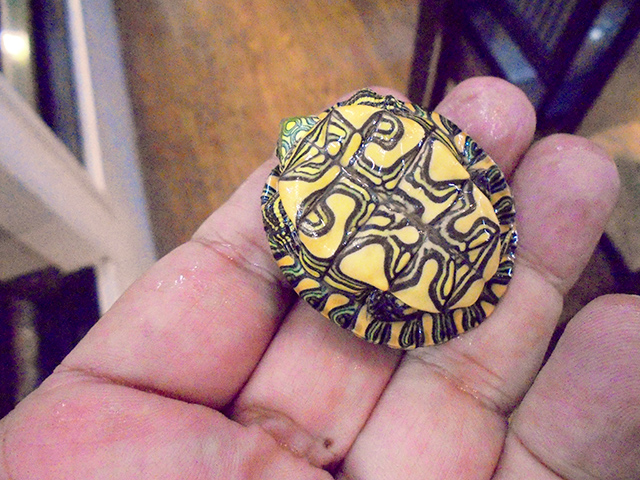 コロンビアクジャクガメ(4)