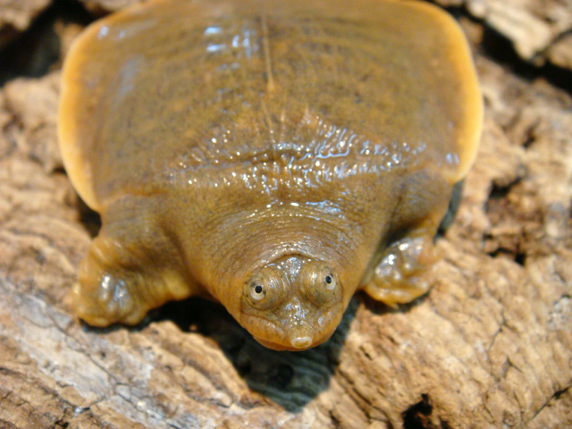 カントールマルスッポン(2)