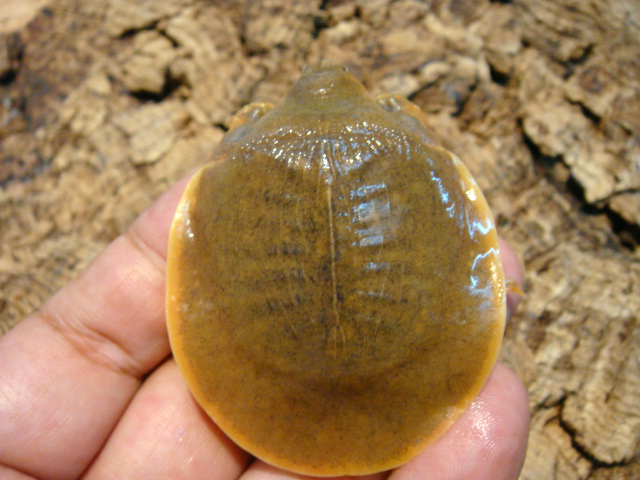 カントールマルスッポン(3)