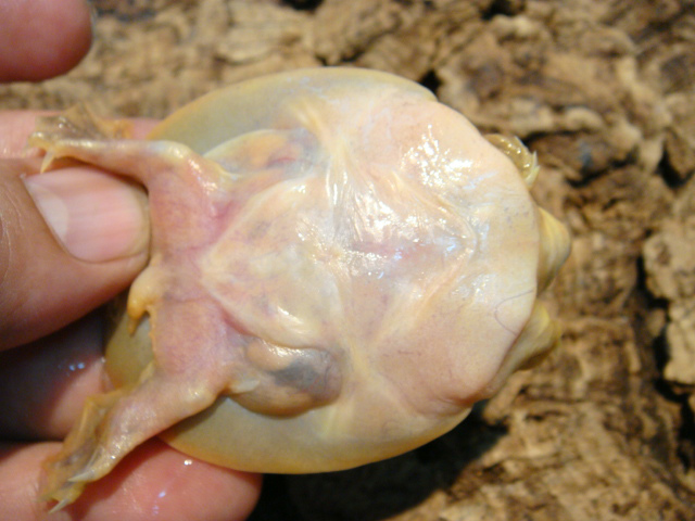 カントールマルスッポン(4)